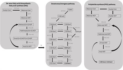 Frontiers | Fatty Acids Derivatives From Eukaryotic Microalgae ...